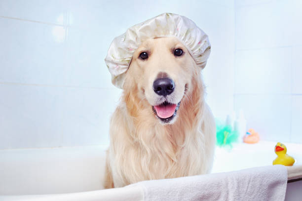 Pretty golden retriever in a bathtub