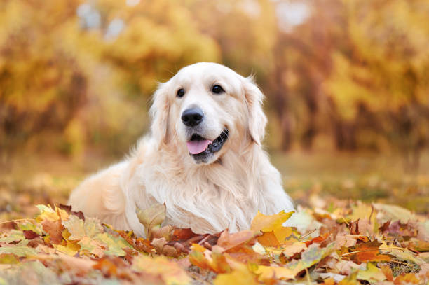 istock Beautiful golden retriever laying on autumn leafs 1422002100