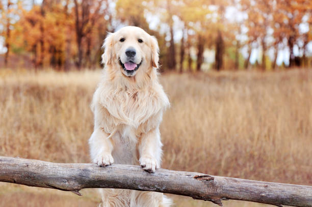 golden retriever vor herbstwaldhintergrund - golden retriever dog autumn leaf stock-fotos und bilder