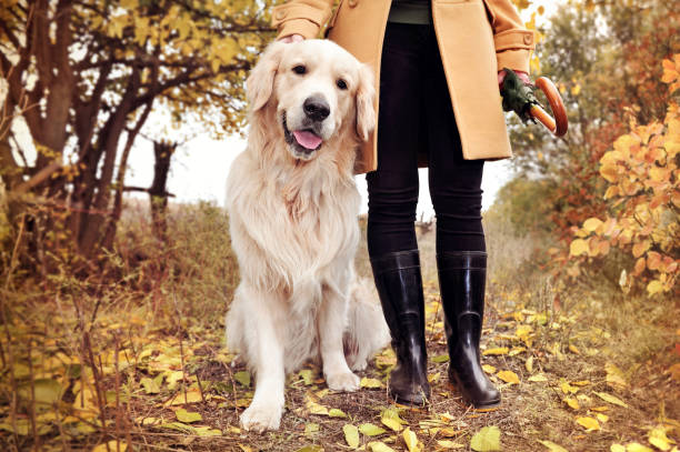 istock Golden retriever walking in the fall forest with owner 1422002143