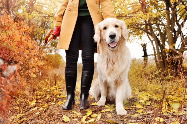 golden retriever caminando con el propietario en el bosque - golden retriever dog autumn leaf fotografías e imágenes de stock