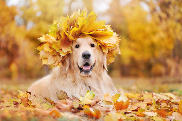 golden retriever trägt kranz von gelben ahorn baumblätter - golden retriever dog autumn leaf stock-fotos und bilder