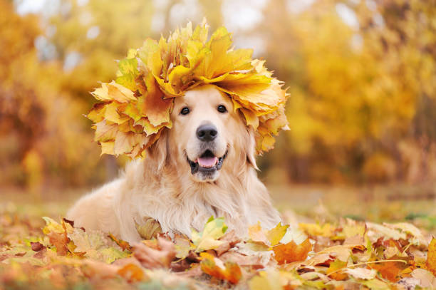 Golden retriever wearing wreath of yellow maple tree leafs