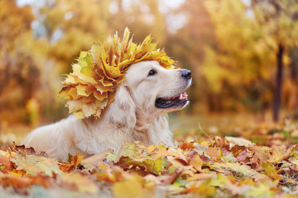 istock Golden retriever with leafs wreath on head looking to the side 1422002155