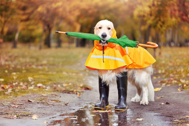 istock Golder retriever  with green umbrella in teeth 1422002156