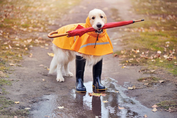 istock Golder retriever in raincoat walking with umbrella after rain 1422002182