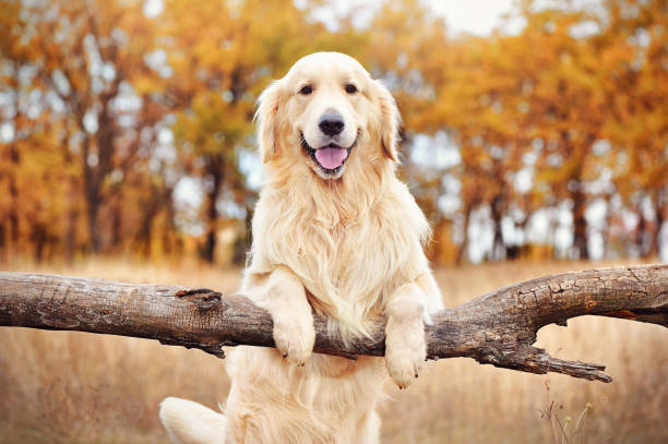 golder retriever steht an einem landeinen zaun - golden retriever dog autumn leaf stock-fotos und bilder