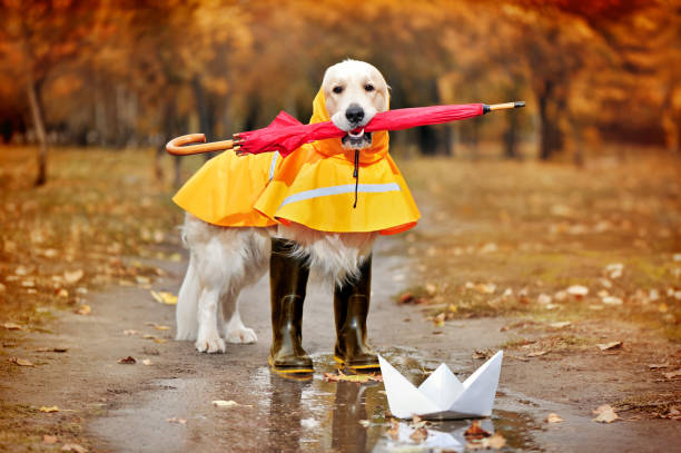 istock Golder retriever wearing raincoat holding umbrella in teeth 1422002186