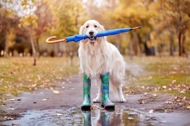 bonito perro caminando con paraguas en los dientes - golden retriever dog autumn leaf fotografías e imágenes de stock