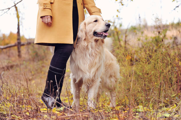 istock Retriever with owner close-up portrait 1422002232