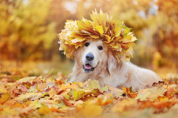 hermoso perro usando hojas de arce corona - golden retriever dog autumn leaf fotografías e imágenes de stock