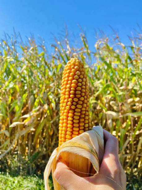 istock A corn in front of the crops 1422005642