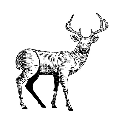 Black and white sketch of a deer. White-tailed deer vector drawing isolated on white background.