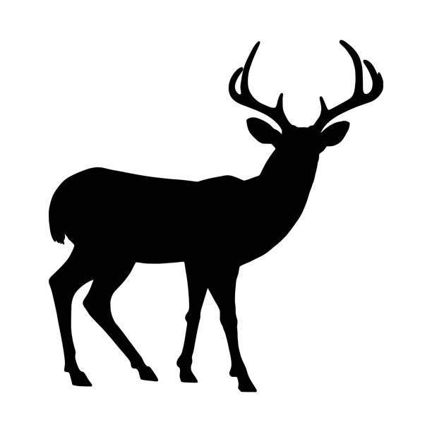 illustrations, cliparts, dessins animés et icônes de vecteur de silhouette de cerf - antler stag deer trophy