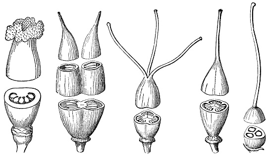Various types of plant pistils, cross section cutaway drawing showing internal structure. From left to right; Mayapple (Podophyllum peltatum), Rockfoil (Saxifraga), St. John’s Wort (Hypericum perforatum), Creeping St. John’s Wort (Hypericum calycinum), Spiderwort (Tradescantia). Vintage etching circa 19th century.