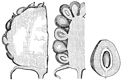 Different types of aggregate fruits cross section cutaways. From left to right; strawberry (achene type), blackberry (drupe type), magnification of individual drupe. Vintage etching circa 19th century.
