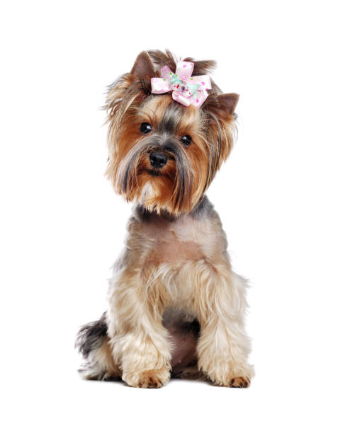 istock Front view portrait of a cute Yorkshire Terrier in a white studio 1422011327