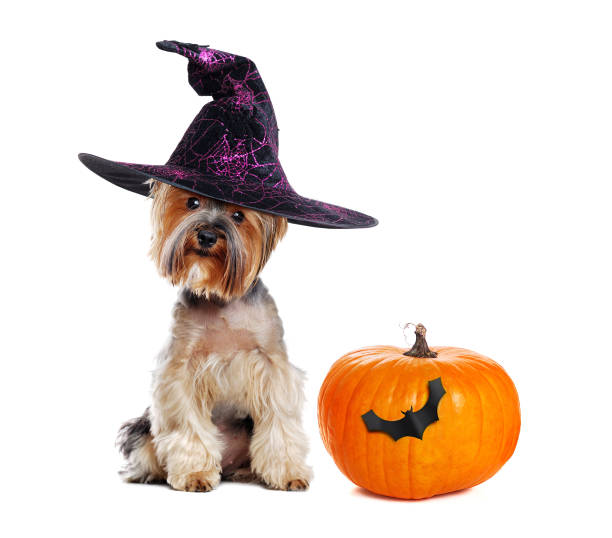 yorkshire terrier strega di halloween con una zucca su sfondo bianco - full length indoors food nobody foto e immagini stock
