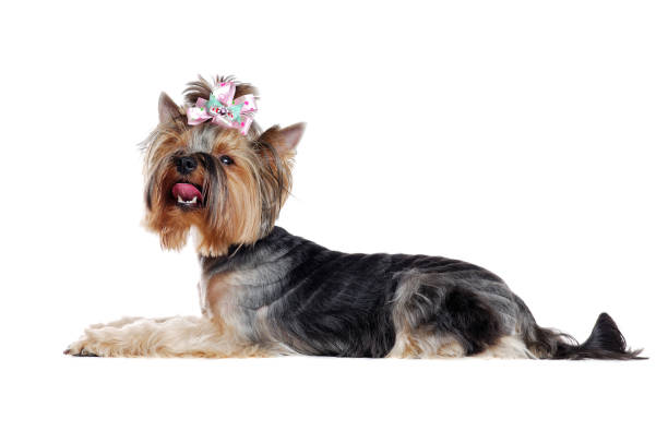 istock Laying Yorkshire Terrier Side view full length photo over white background looking up 1422011542