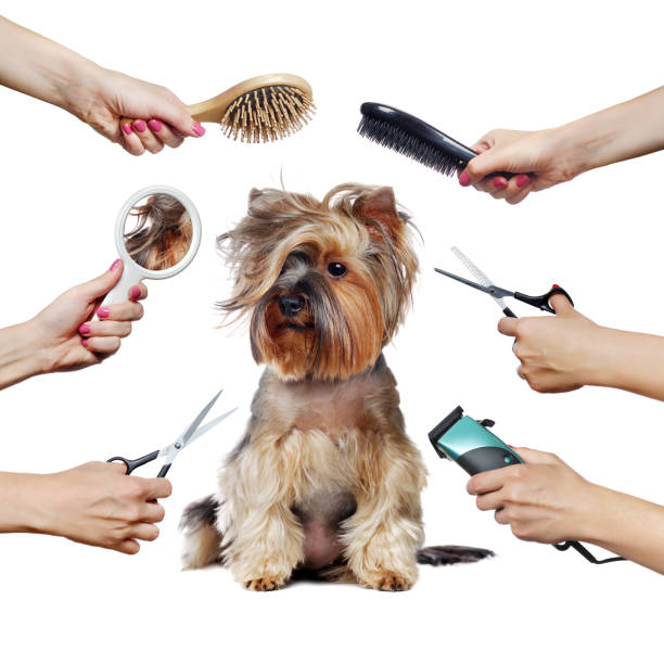 istock Pretty Yorkshire Terrier puppy  and hands with groomer tools isolated on white 1422011555