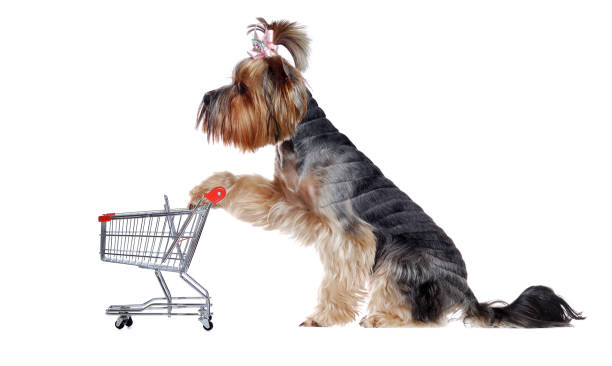 istock Sitting Yorkshire Terrier  isolated on white holding mini shopping trolley 1422011641