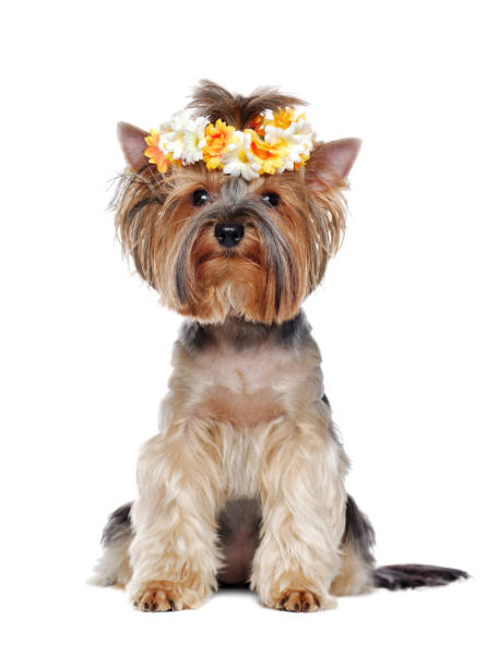 istock Sitting Yorkshire Terrier wearing flower wreath looking into camera 1422011670