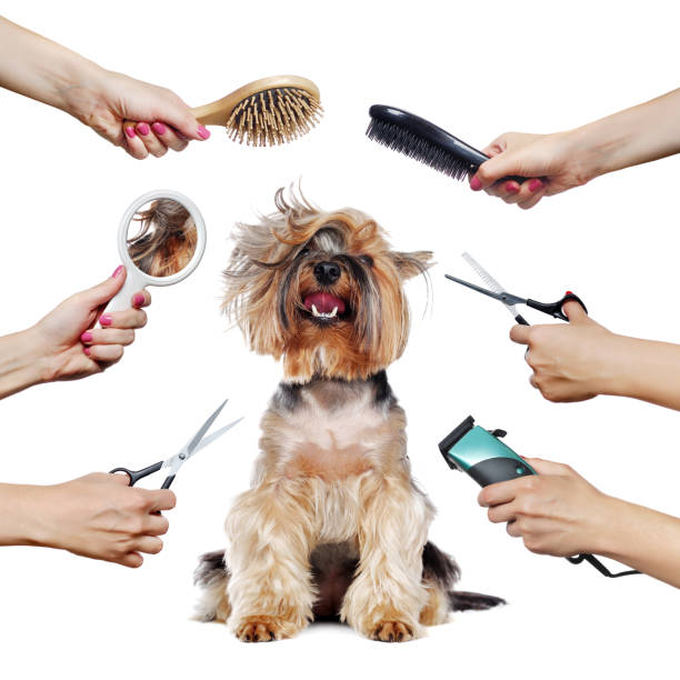 istock Yorkshire Terrier puppy surrounded by hands holding groomer tools 1422011762