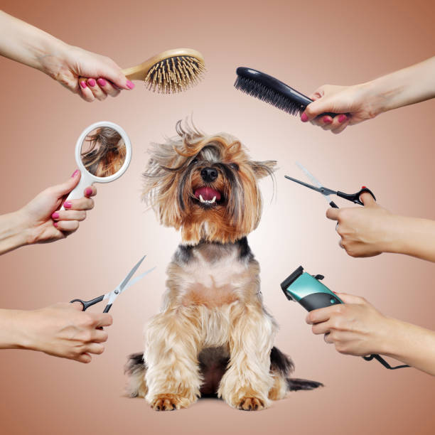 istock Yorkshire Terrier puppy surrounded by hands with groomer tools on brown background 1422011781
