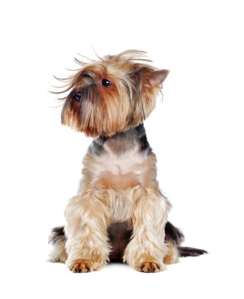 istock Yorkshire Terrier with a Tousled hairstyle 1422011819