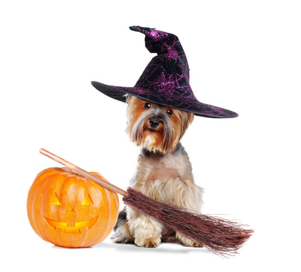 istock Yorkshire Terrier wearing witch outfit with halloween decorations in a white studio 1422011823
