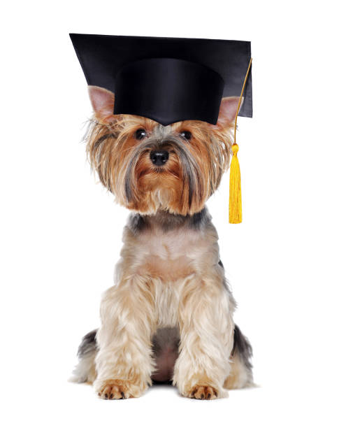 istock Yorkshire Terrier wearing mortar board isolated on white 1422011834