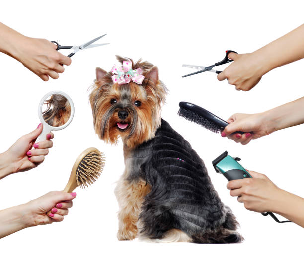istock Back view of a Yorkshire Terrier puppy and  hands with different groomer tools isolated on white 1422011854