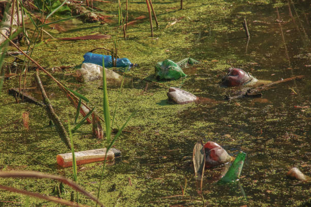 istock Duckweed and plastic, tin, rubber garbage in the river. The concept of the ecological problem of environmental pollution. 1422012387