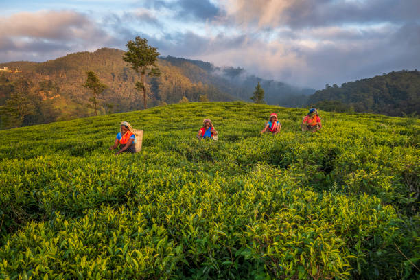 tamilische frauen, die teeblätter auf plantage, ceylon, zupfen - sri lanka stock-fotos und bilder