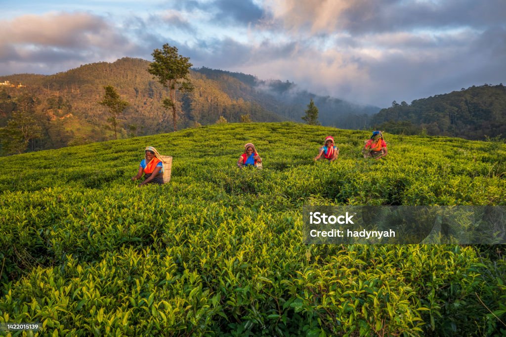 Tamil women plucking tea leaves on plantation, Ceylon Aerial view - Tamil women plucking tea leaves near Nuwara Eliya, Sri Lanka ( Ceylon ). Sri Lanka is the world's fourth largest producer of tea and the industry is one of the country's main sources of foreign exchange and a significant source of income for laborers. Sri Lanka Stock Photo