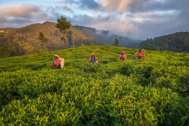 Aerial view - Tamil women plucking tea leaves near Nuwara Eliya, Sri Lanka ( Ceylon ). Sri Lanka is the world's fourth largest producer of tea and the industry is one of the country's main sources of foreign exchange and a significant source of income for laborers.