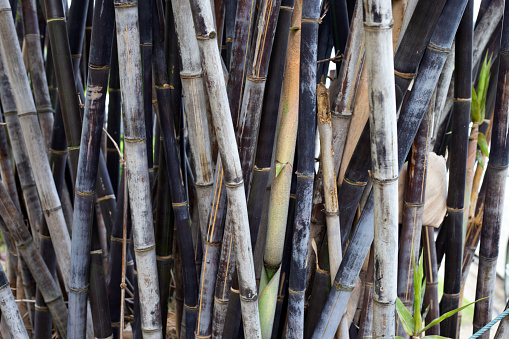 Phyllostachys nigra (Black Bamboo) in the garden