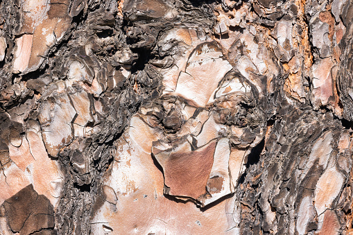 Cortex of an age-old pine,texture with face of old man