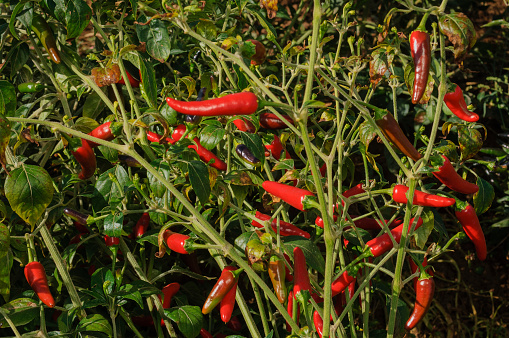 Close-up of, the very spicy, thai chili peppers ripening on plant.\n\nTaken in Gilroy, California, USA.