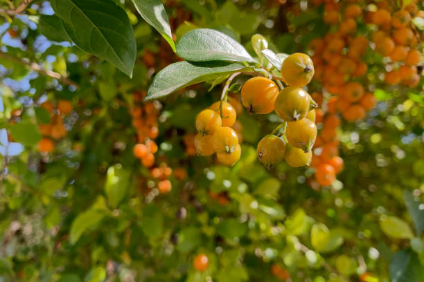 istock Beautiful and fresh of duranta erecta plant. 1422018573
