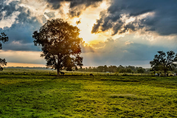 Rural Landscape at Sunrise with the sun creating sunbeams