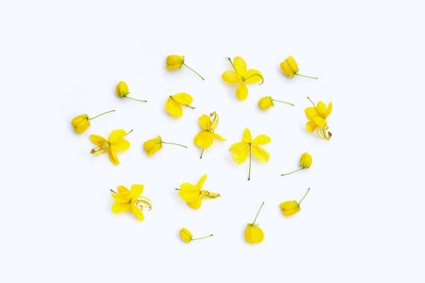 istock Cassia fistula flower on white background. 1422024173