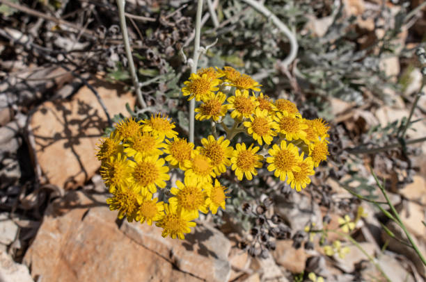 Jacobaea maritima, commonly known as silver ragwort Jacobaea maritima, commonly known as silver ragwort dusty miller photos stock pictures, royalty-free photos & images