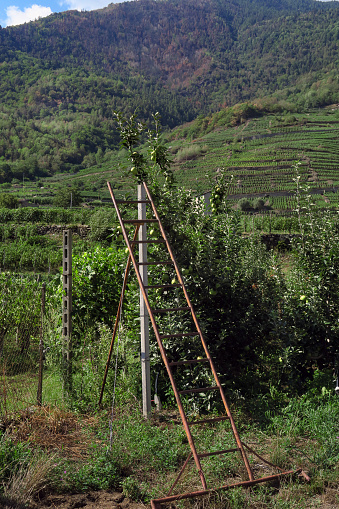 an orchard ladder being used in an apple orchard for pruning and harvesting, leaning against a supporting post, on a hill overlooking Tirano, Italy.