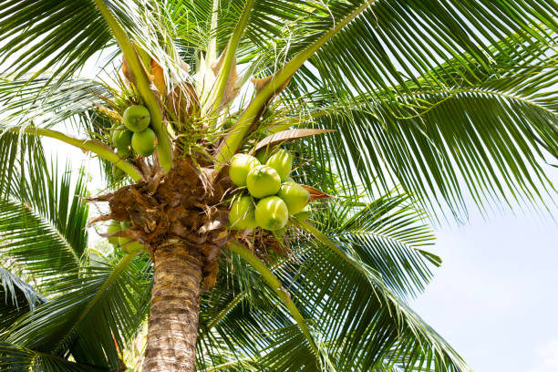 istock Coconut tree with bunches of coconut fruits 1422030162