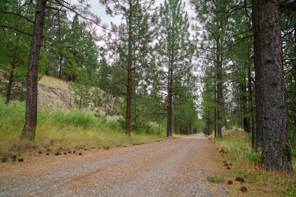 istock The Kettle Valley Rail Trail through a Pine Forest 1422031154