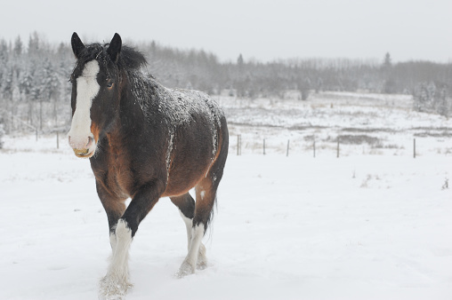 lonely Clydesdale horse walking in snow covered pasture on winter day