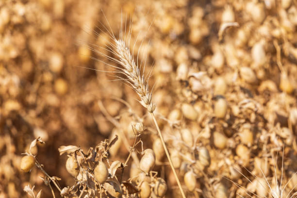 grano tra baccelli di ceci secchi. - palouse foto e immagini stock