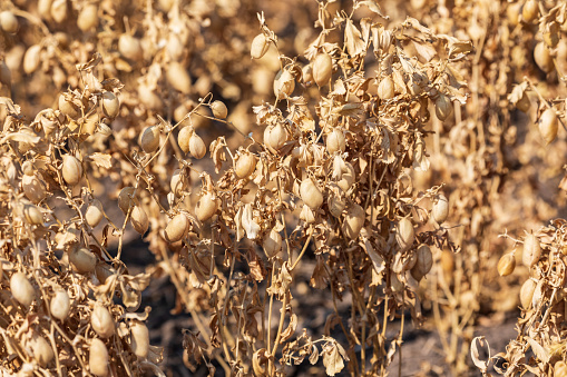 USA, Washington State, Whitman County. Palouse. Fields. Dried Chick pea pods ready for harvest.