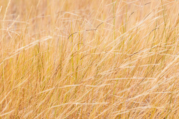 istock Fields of grass in the Palouse hills. 1422036480